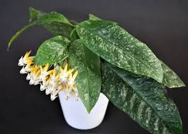 Image result for hoya multiflora