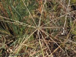 Image result for Enteropogon