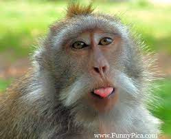 funny monkeys funny monkey picture 043 funnypica com monkeys funny funny monkey pictures monkey pictures