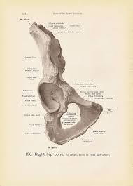 73 original artworks curated by saatchi art, black, white & shades of gray. The Right Hip Bone From In Front And Below Black And White Anatomy Diagram Book Plate No 193 3901991210 O Vintage Retro Vintage Medical Medical Book Plates