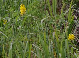 Image result for Crotalaria micans