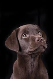 Interestingly, yellow and liver or chocolate did not appear in the labrador until the late 1800s. Minttu By Ville Pouhula On 500px Chocolate Labrador Retriever Puppy Labs Labrador Retriever Chocolate Labrador Retriever Labrador Puppy