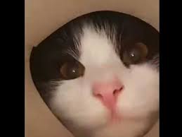 We did not find results for: Story Wa 30 Detik Kucing Lucu Ngakak Parah Lagu Mp3 Mp3 Dragon