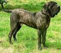 Original Fila Brasileiro - Wikipedia
