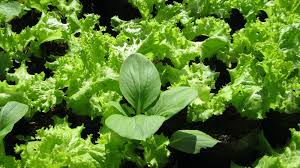 Maybe you would like to learn more about one of these? Belajar Cara Menanam Sayur Di Polybag