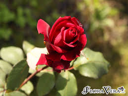 Image result for Rosa sp.