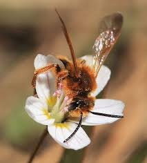 Andrena Bee Andrena Sp On Western Spring Beauty Claytonia Lanceolata Idaho Spring Beauty Western Springs Bee