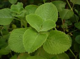 Image result for Coleus cylindraceus