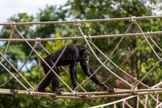 455 Monkey House Zoo Stock Photos - Free & Royalty-Free Stock Photos from  Dreamstime