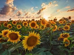 Check spelling or type a new query. 5 Locales Where You Can Go Sunflower Picking Near Nyc