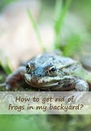 Learn how to quickly get rid of frogs from your property using our by eliminating the frog's food source, you will effectively get rid of frogs without directly harming them. How To Get Rid Of Frogs In My Backyard In 2020 Frog Backyard How To Get Rid