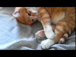 Funny Cats Compilations Video Funny Cats Funny Cats Videos Funny Cats Vines Funny Cats Sleeping Funny Cats Compilations Funny Cats Expressions Funny