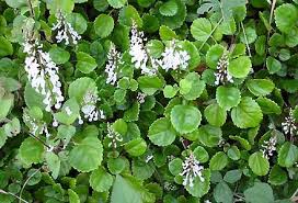 Image result for Plectranthus verticillatus