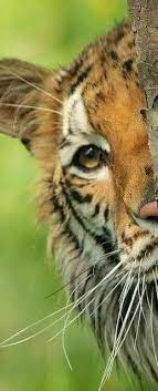 I M Watching You Animals Animals Beautiful Beautiful Cats