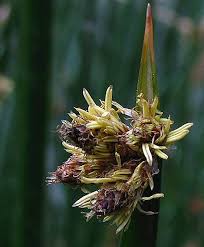 Image result for Schoenoplectus erectus