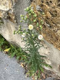 Image result for Erigeron bonariensis