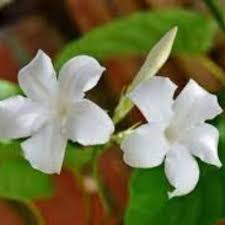 Image result for Jasminum fluminense