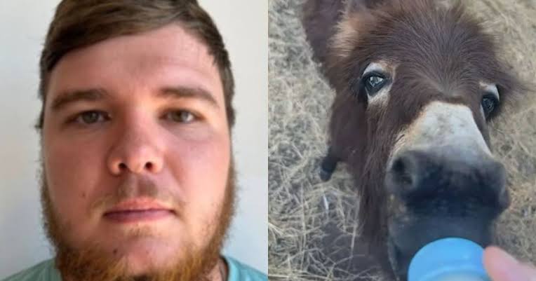 Heehaw the Donkey shot, killed; officer's report released - WSB-TV Channel  2 - Atlanta