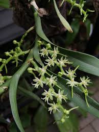 Image result for Tridactyle bicaudata