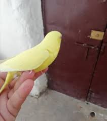 بادجي لاتينو عيون حمر Banana Fruit Food