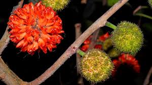 Image result for Broussonetia papyrifera