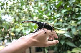 Maybe you would like to learn more about one of these? Hercules Beetle Facts And Beyond Biology Dictionary
