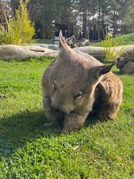Image result for Common wombat
