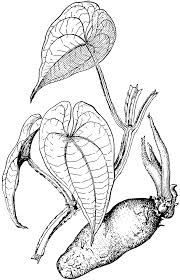 Image result for Dioscorea alata