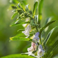 Image result for Sesamum angolense