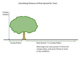 Check spelling or type a new query. How Far Do Large Tree Roots Extend Deep Green Permaculture