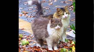 Pisiler 2020 Kedi