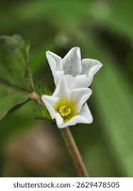 Image result for Loganiaceae