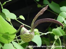 Image result for Aristolochia hockii