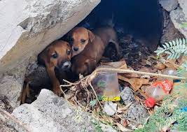 UPDATE today - Ashley ever so kindly went to look for them but found only  mum and 1 puppy . It is not clear what happened with other 3 puppies ,  seeing