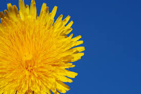 1 walkthrough 1.1 the hunter 1.2 the herbalist. Dandelions 1 Free Stock Photos Rgbstock Free Stock Images Sundstrom February 16 2010 18