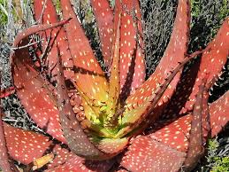 Image result for Aloe mzimbana