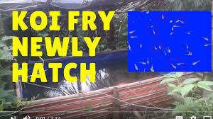 Dec 06, 2018 · they gave me over 400 fry, but only about 150 survived (live food source was a problem). Koi Fish Breeding Vlog Koi Fish Eggs Hatch Koi Fry Still Very Tiny Koifishfry Koi Koi Fish Fish Breeding