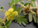 نتیجه تصویری برای داروی گیاهی برای افزایش جهش اسپرم