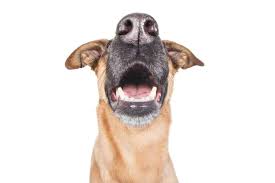 Professional cleaning removes plaque and calculus that harbour bacteria, which may weaken the immune system leaving your canine friend susceptible to more systemic. Fascinating Facts You Never Knew About Your Dog S Teeth The Dogington Post