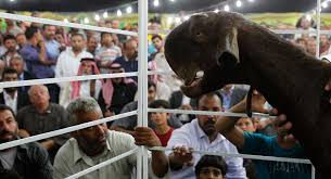 Image result for damascus goat