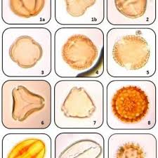 Image result for Syzygium komatiense