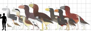 Pin By Ari Boehm On Cenozoica Birds Extinct Birds Prehistory