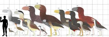 pin by ari boehm on cenozoica birds extinct birds prehistory