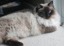 The ragdoll is a cat breed with a color point coat and blue eyes. Seal Ragdolls Mitted Colorpoint Bicolor Lynx Ragdoll Cat Ragdoll Beautiful Cats