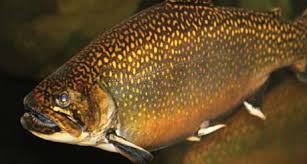 freshwater trout southern appalachian brook trout ncpedia