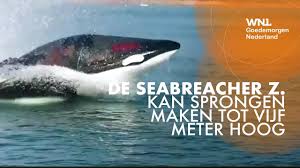 Om het makkelijk te maken geven wij je de top 5 van gemeentes waar de meeste huizen. Tweepersoons Onderzeeboot Te Koop Geen Speciaal Brevet Nodig