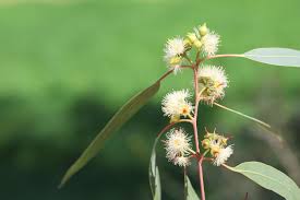 Image result for Eucalyptus saligna