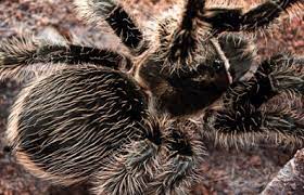 Curly Hair Tarantula Branson S Wild World