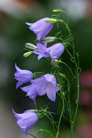 Campanula Rotundifolia Bluebell Of Scotland Bluebells A Native Wildflowers Blooms Most Of The Summer With A N Mejores Flores Flores Increibles Flores Bonitas