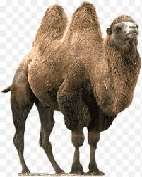 The first is something to the effect that there was in the city wall of jerusalem a narrow gate known as the eye of the needle. it was very difficult for a camel to pass through this. Wild Bactrian Camel Whole Stuffed Camel Dromedary Eye Of A Needle Mammal Fauna Png Pngegg